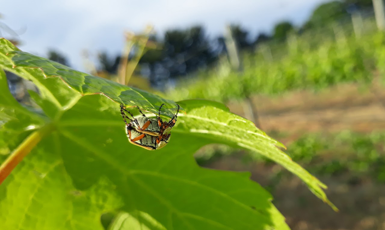 Adult rose chafers.